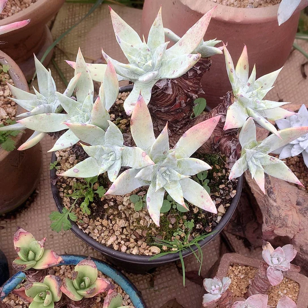 9255苹果雪山仙女杯多肉