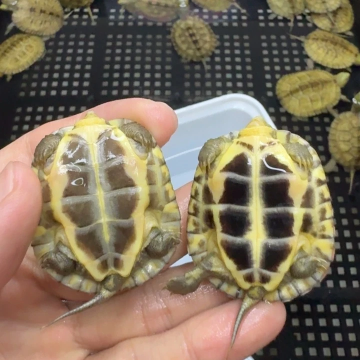 不分公母宠物龟101