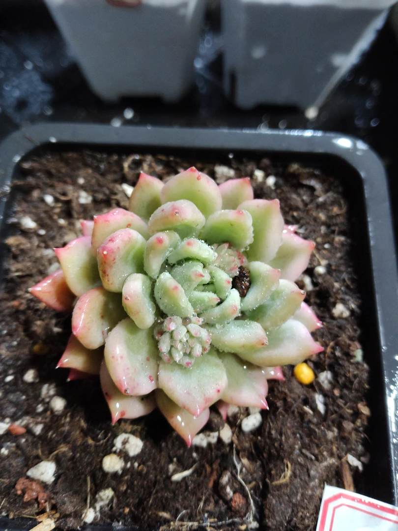 非偏远18包邮  一物一拍  10厘米盆 A199红酒锦