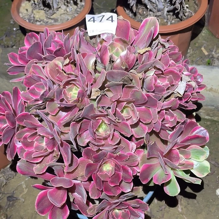 多肉植物断枝不包474女妖