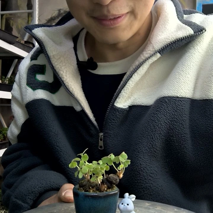 小*子小盆景小植物一物一拍202