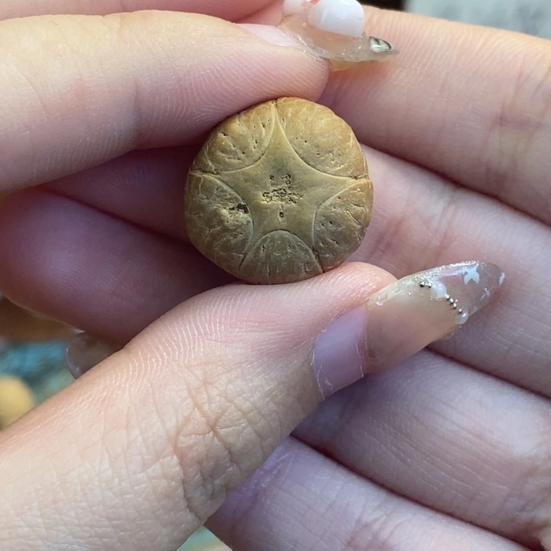 凤眼菩提吊坠五星单颗
