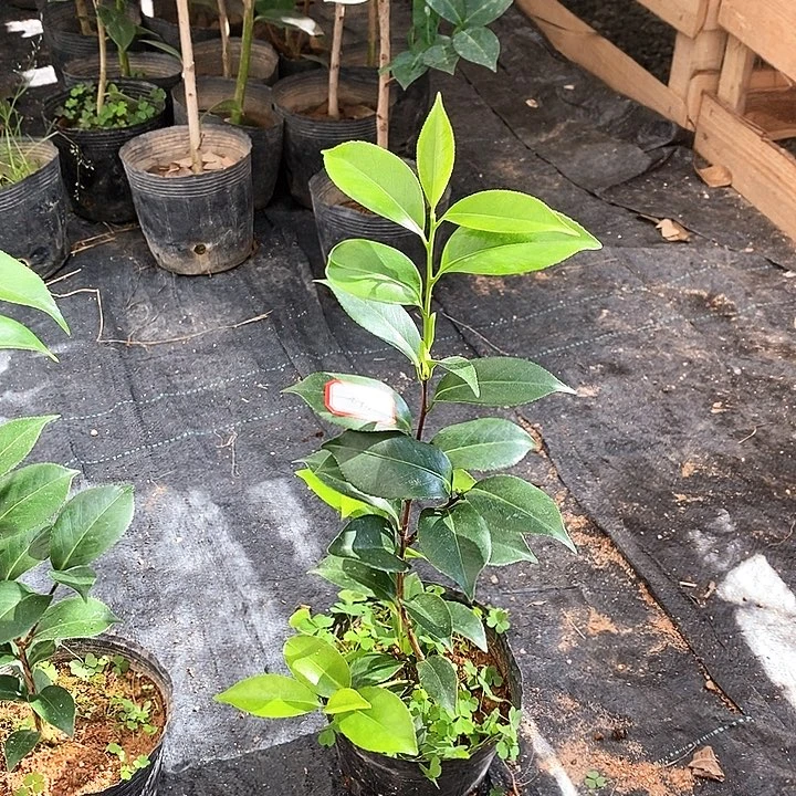 当前无花栽培后可以开花，特白乔