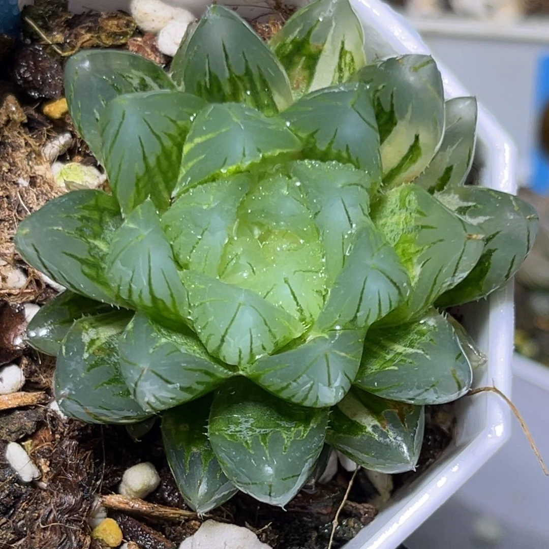 恭喜发财大吉大利841