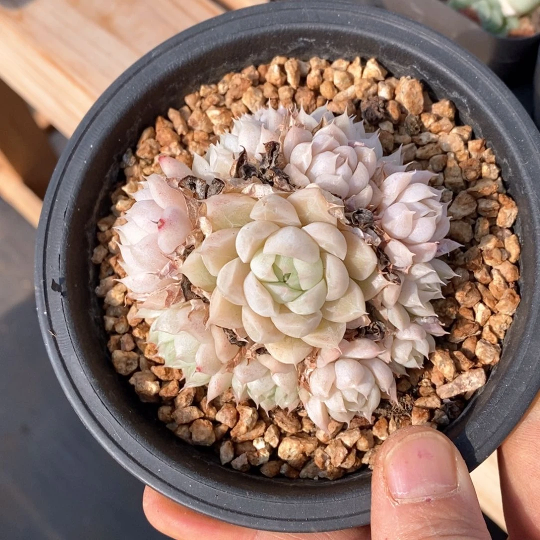 精品多肉一物一拍不包整62