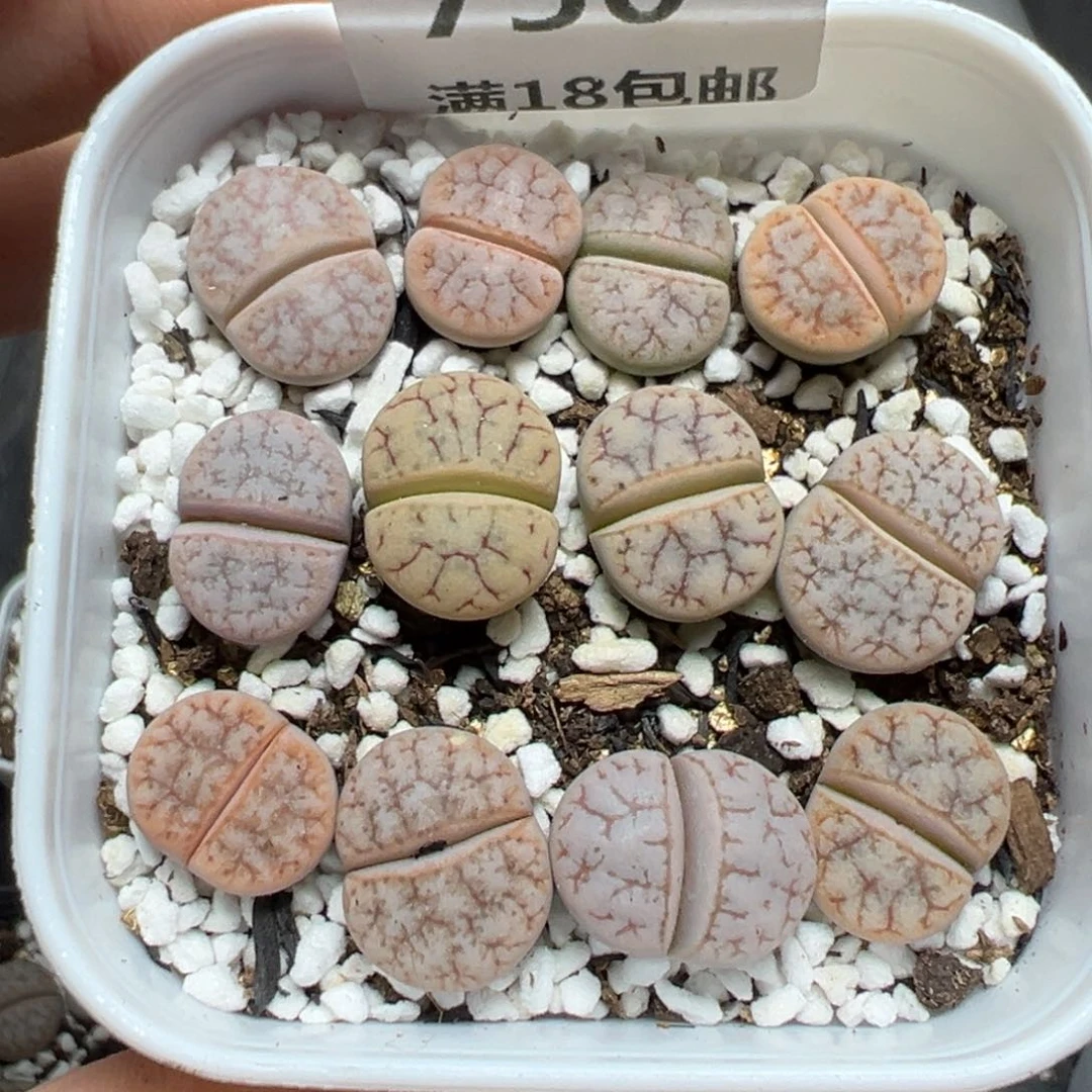 【闪购商品】750……