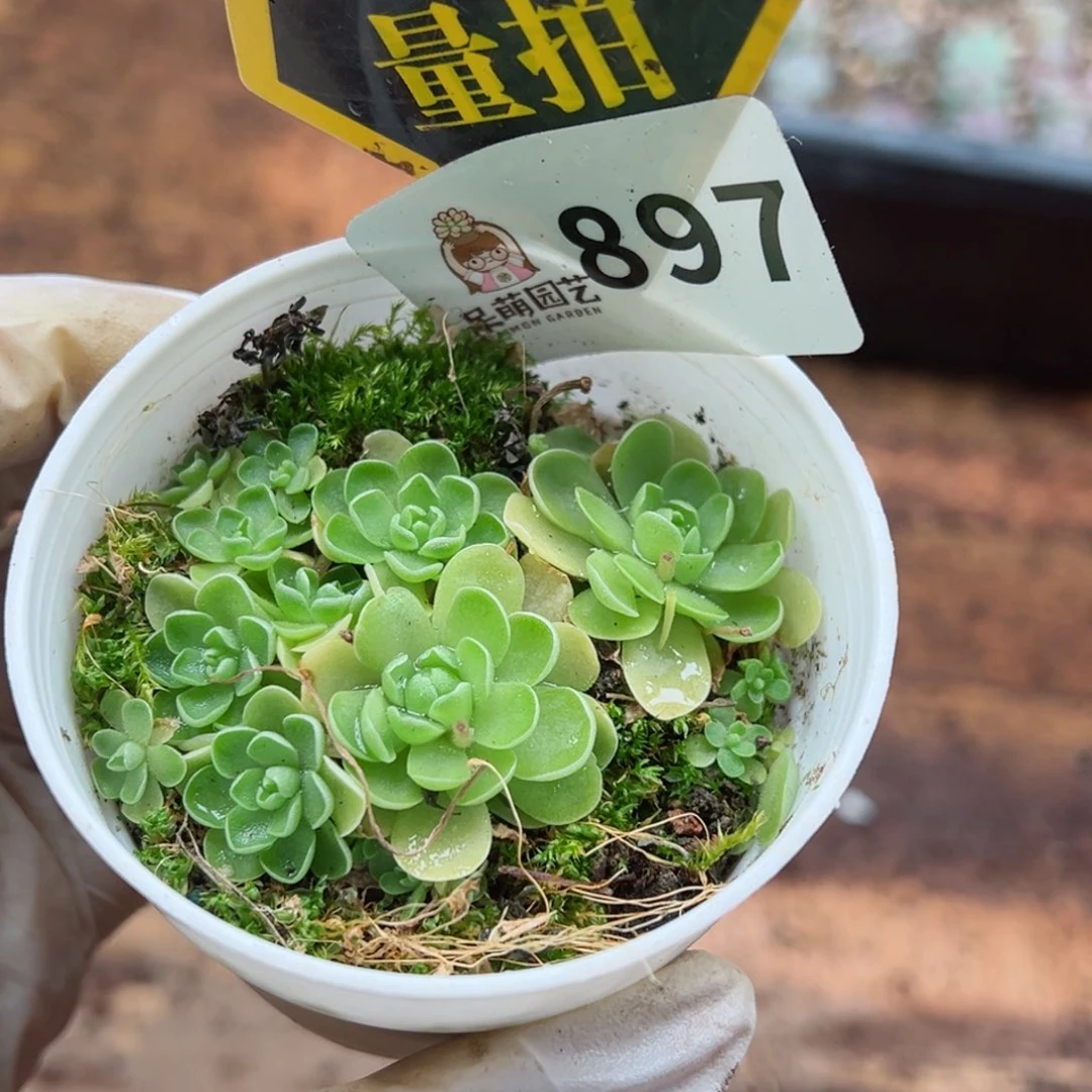 多肉植物多肉植物