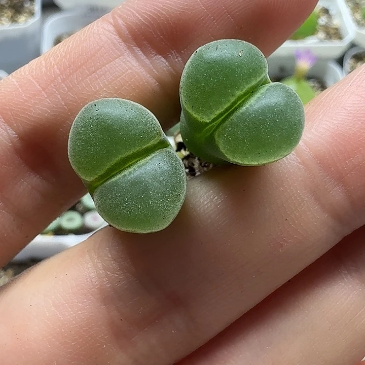 老马生石花骚粉风铃2738