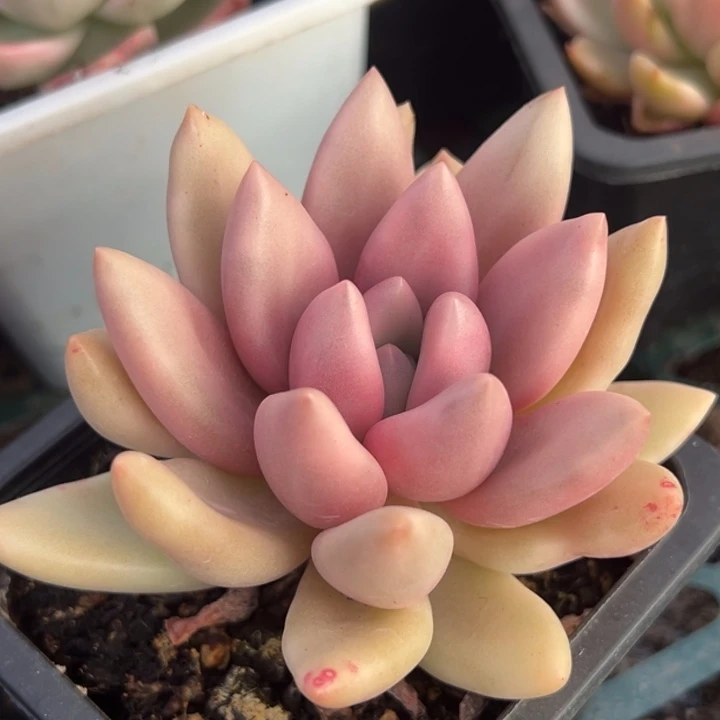 桃花源锦一物一拍锦龙