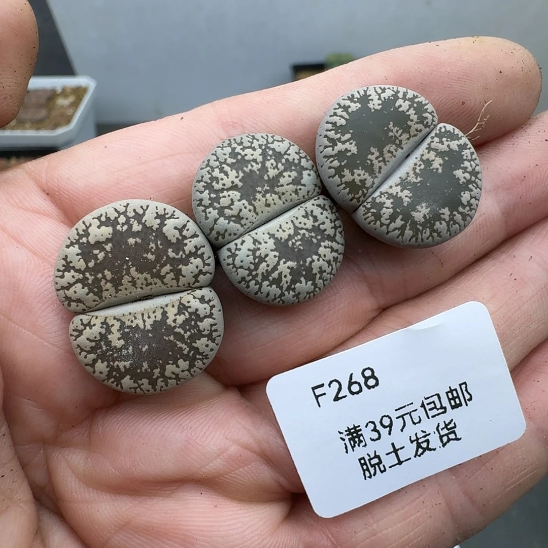 268多肉哈哈哈哈哈哈