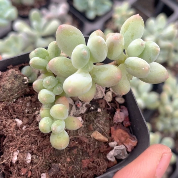 苹果奶群随机发发满18包邮