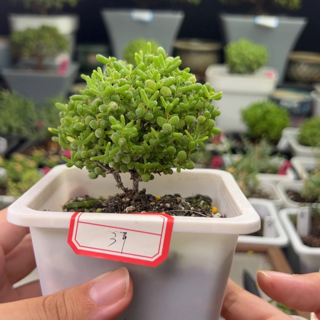 39号链接蜜橘10厘米盆