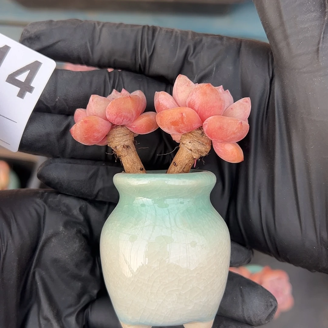 2814，双头紫梦露老庄子的带盆