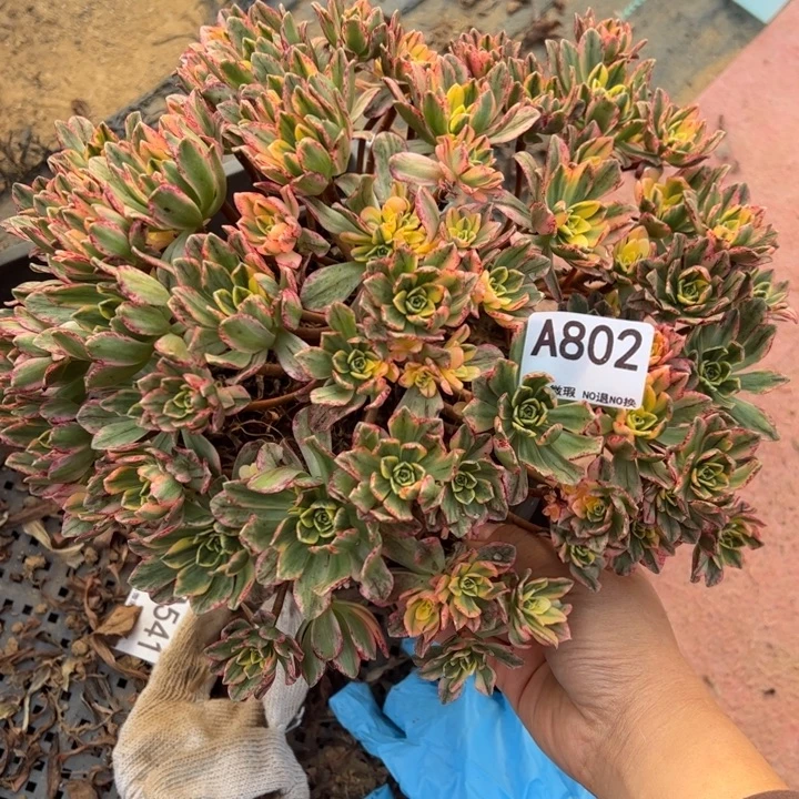 小微瑕甜茶多肉植物802.