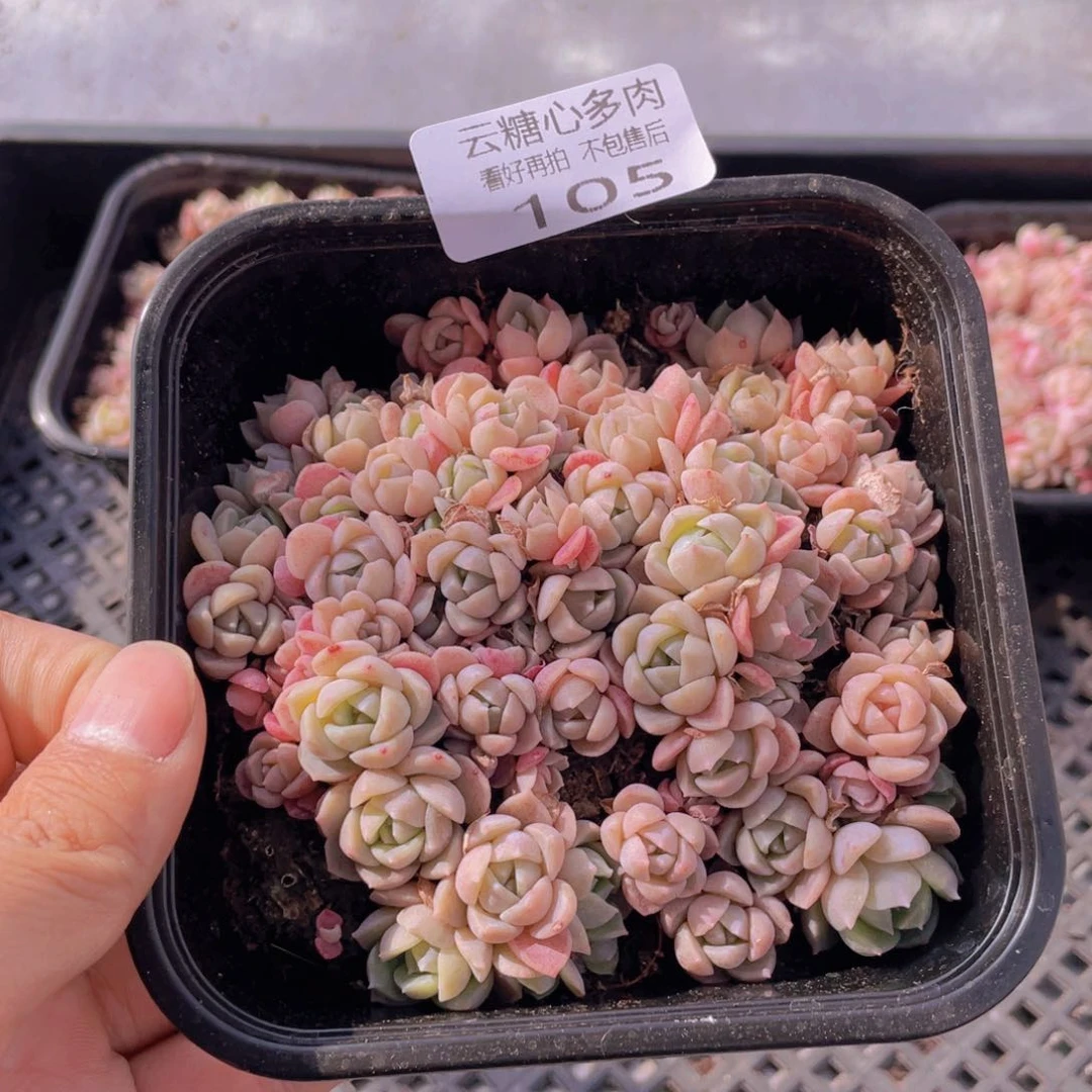 云糖心多肉植物105