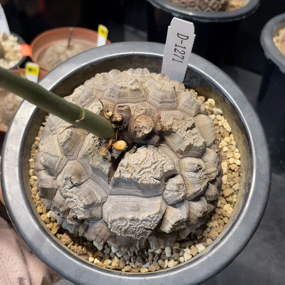 1271号龟甲龙不退不换