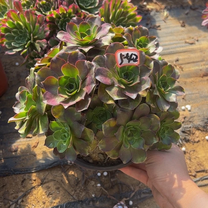 魅金多肉植物5-42