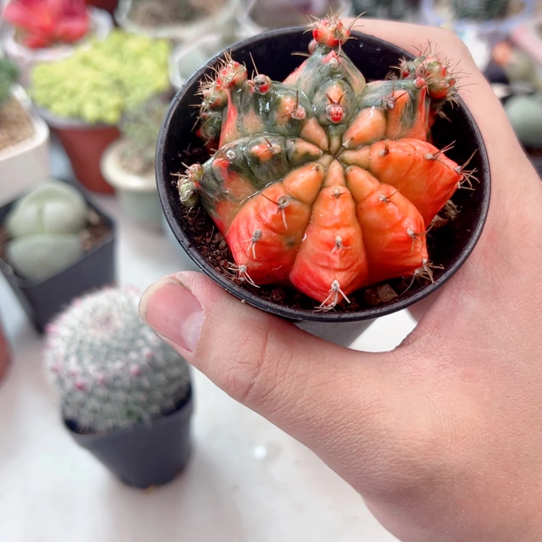 光辉牡丹金多肉植物