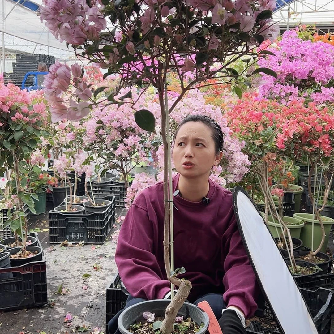奥***发大部分花苞少量开放E21丽娜