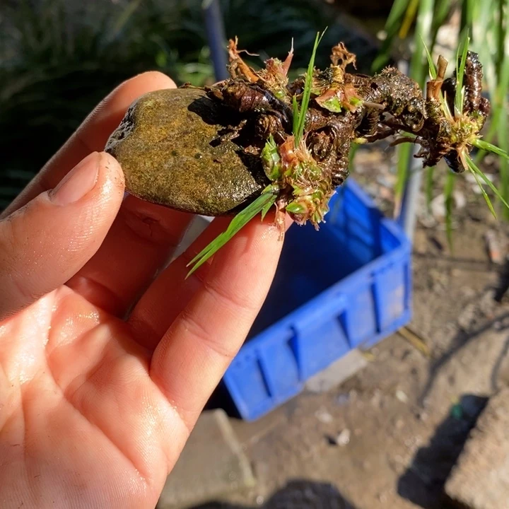 用***5无花朵石菖蒲在这方面有