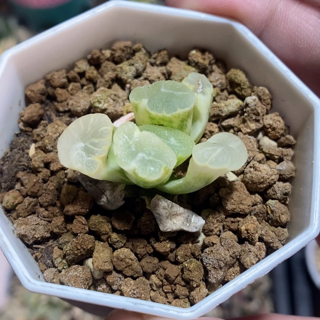 一颗万象锦 开播福利