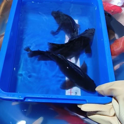 海水鱼精品蝴蝶鲤观赏鱼