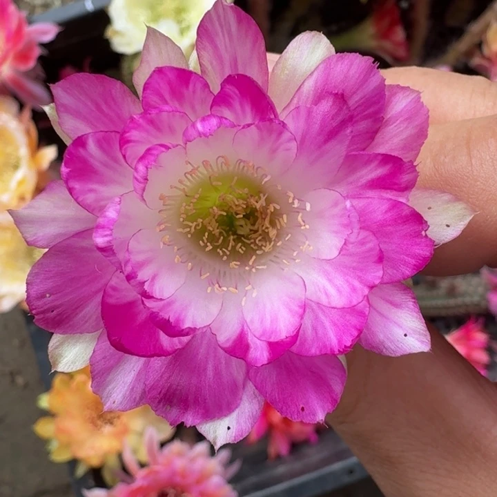 222丽花139歪3公分左右无根侧牙，20包邮
