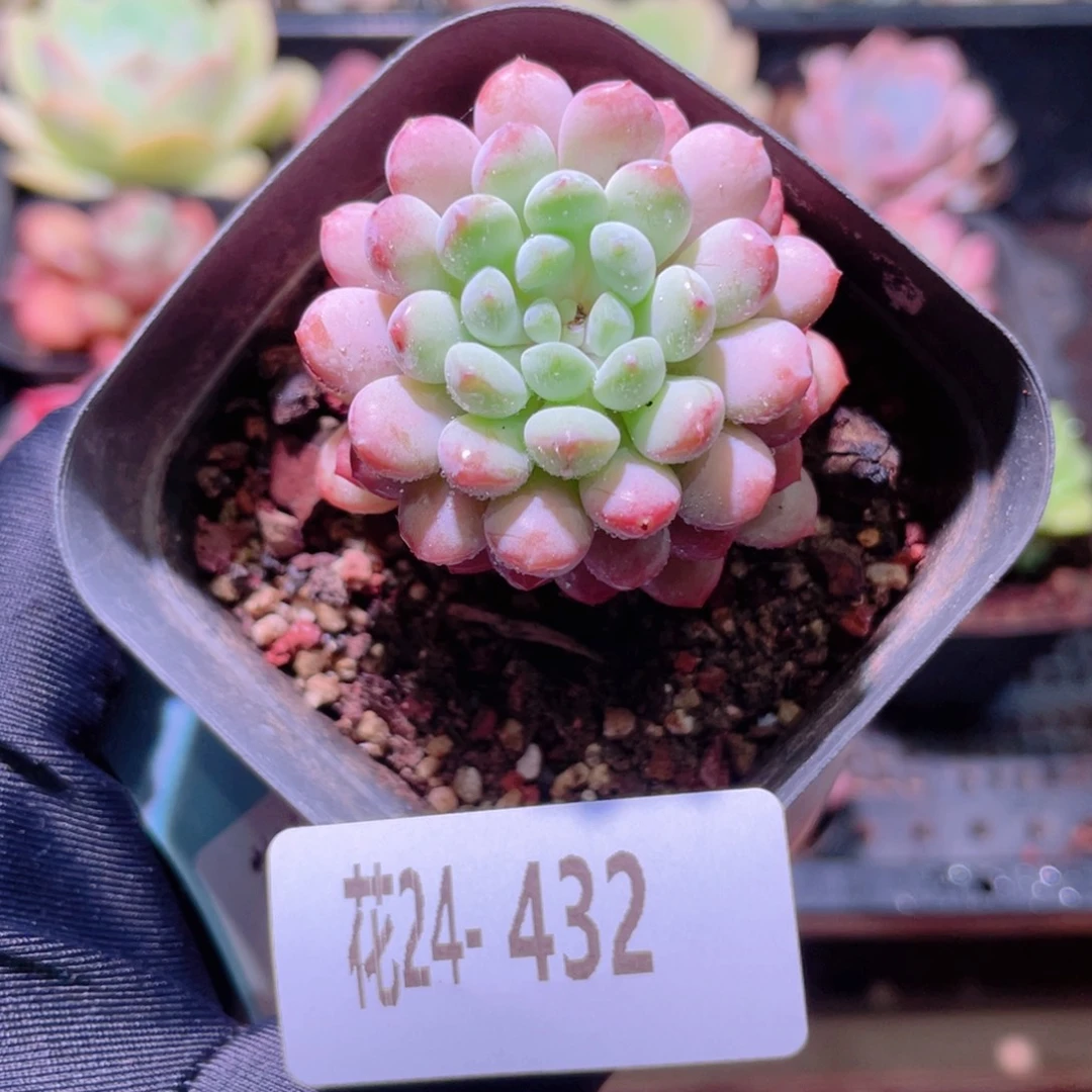 花利美24-432珍珠豆