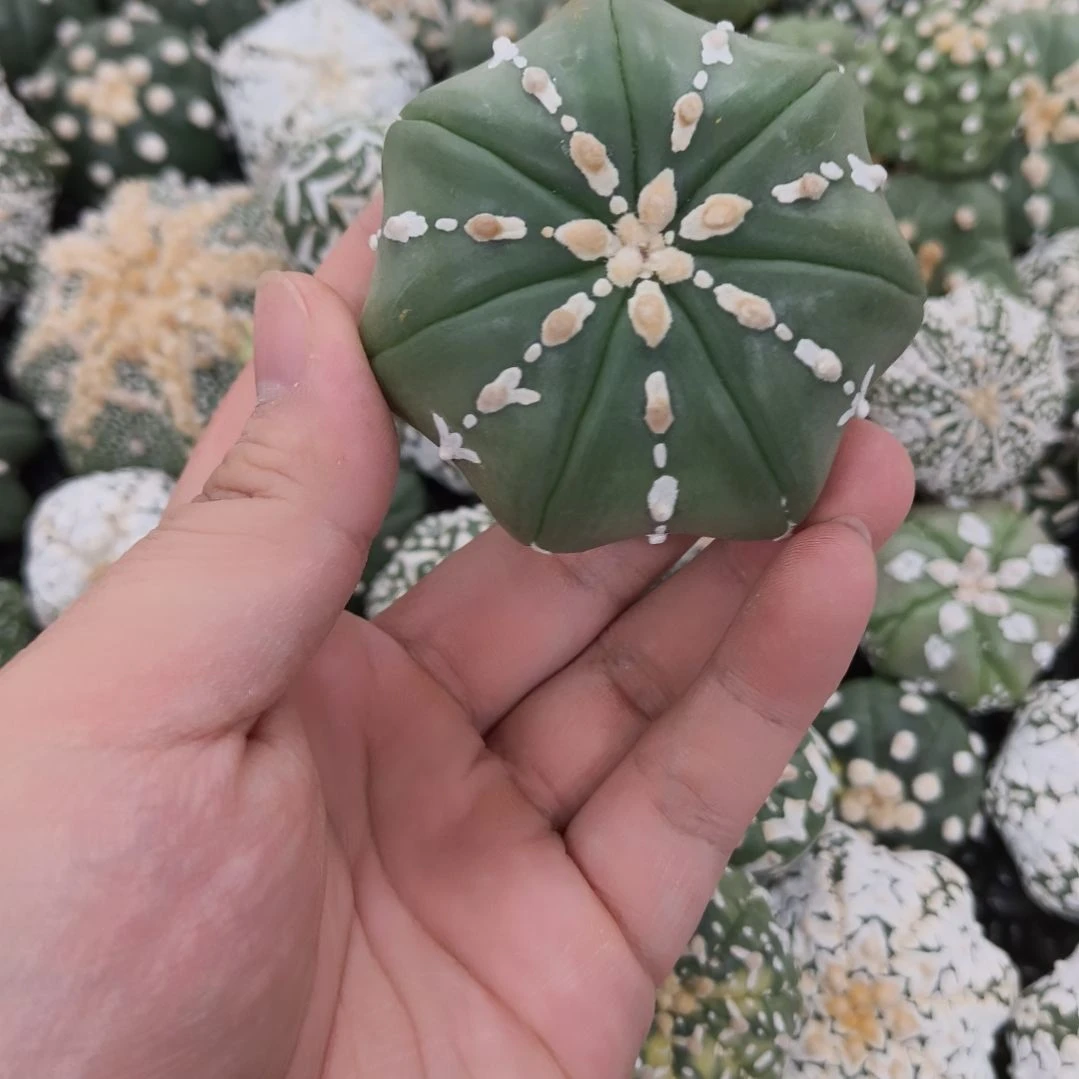 连线琉璃V兜哈哈哈哈