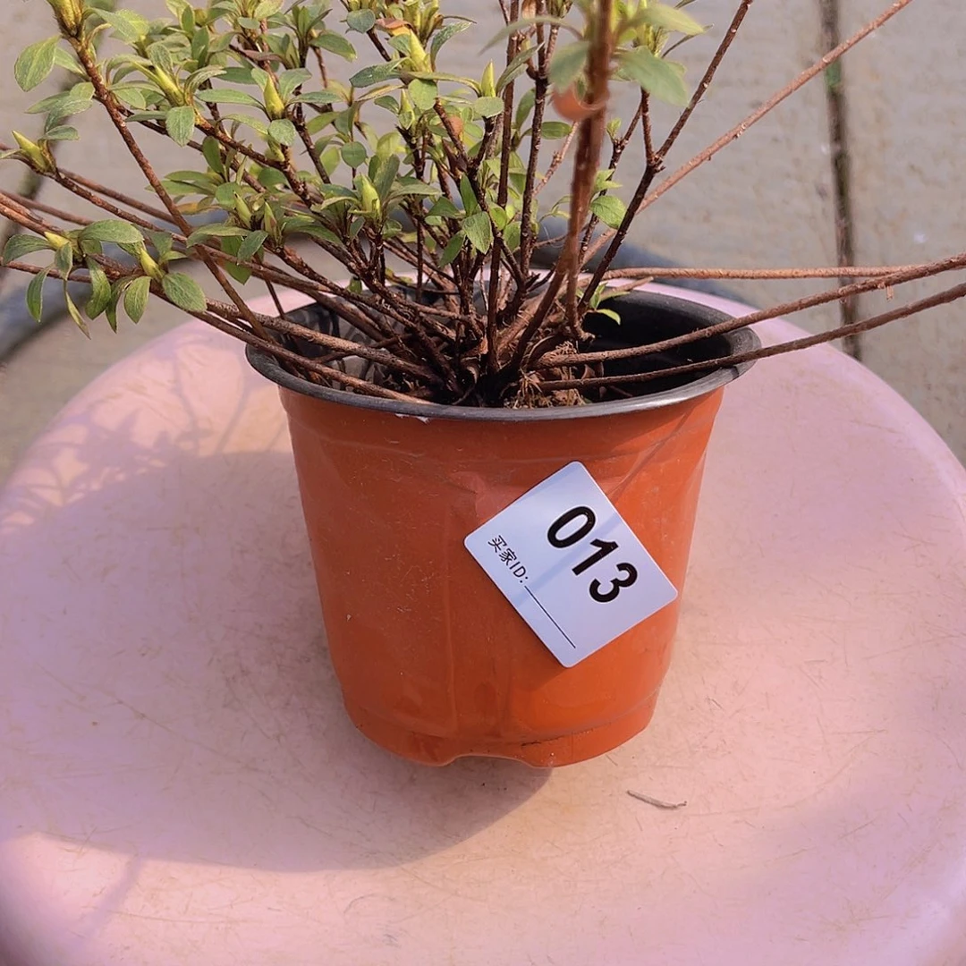 红陶直播时间一定一个