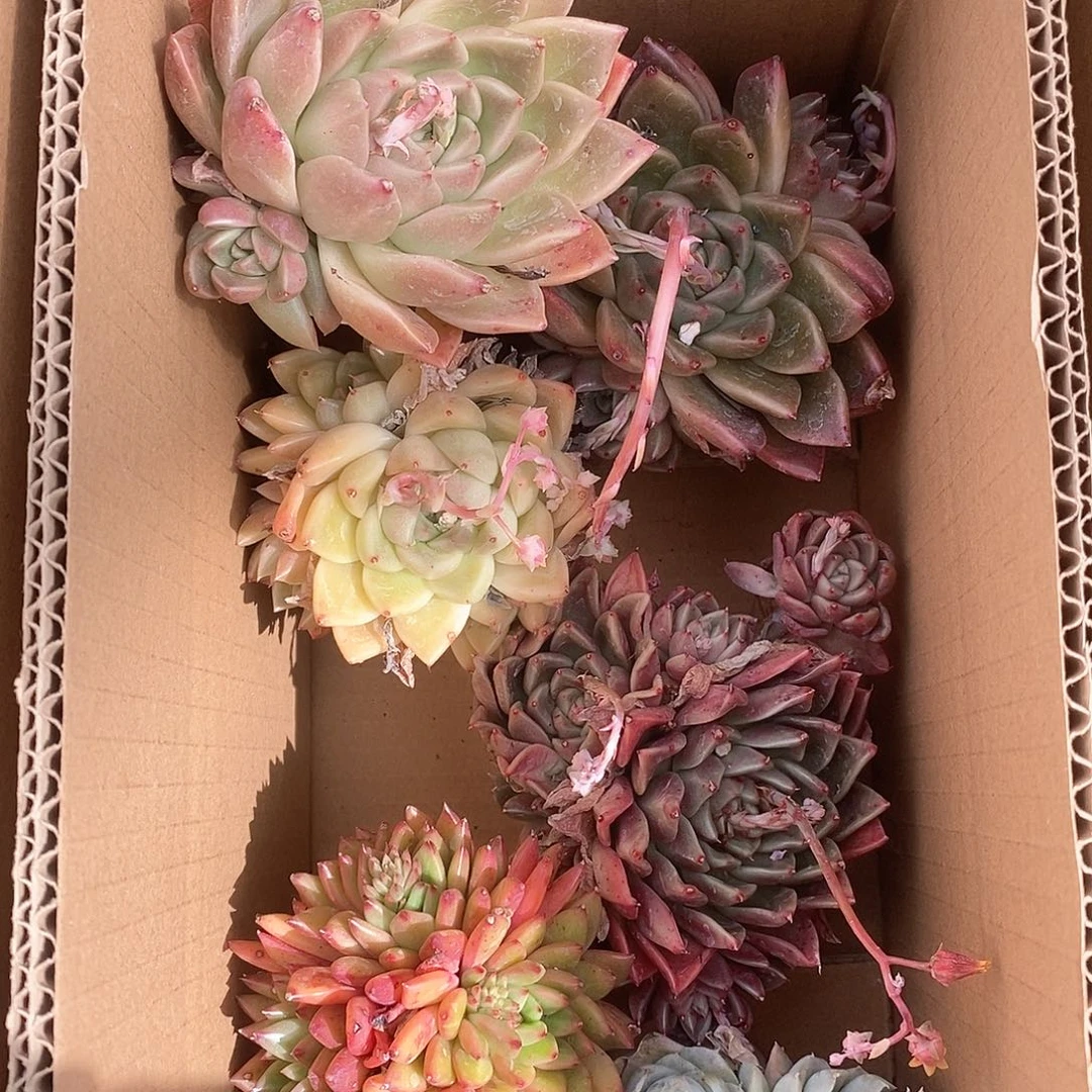 各色系群生 超大个超大6473