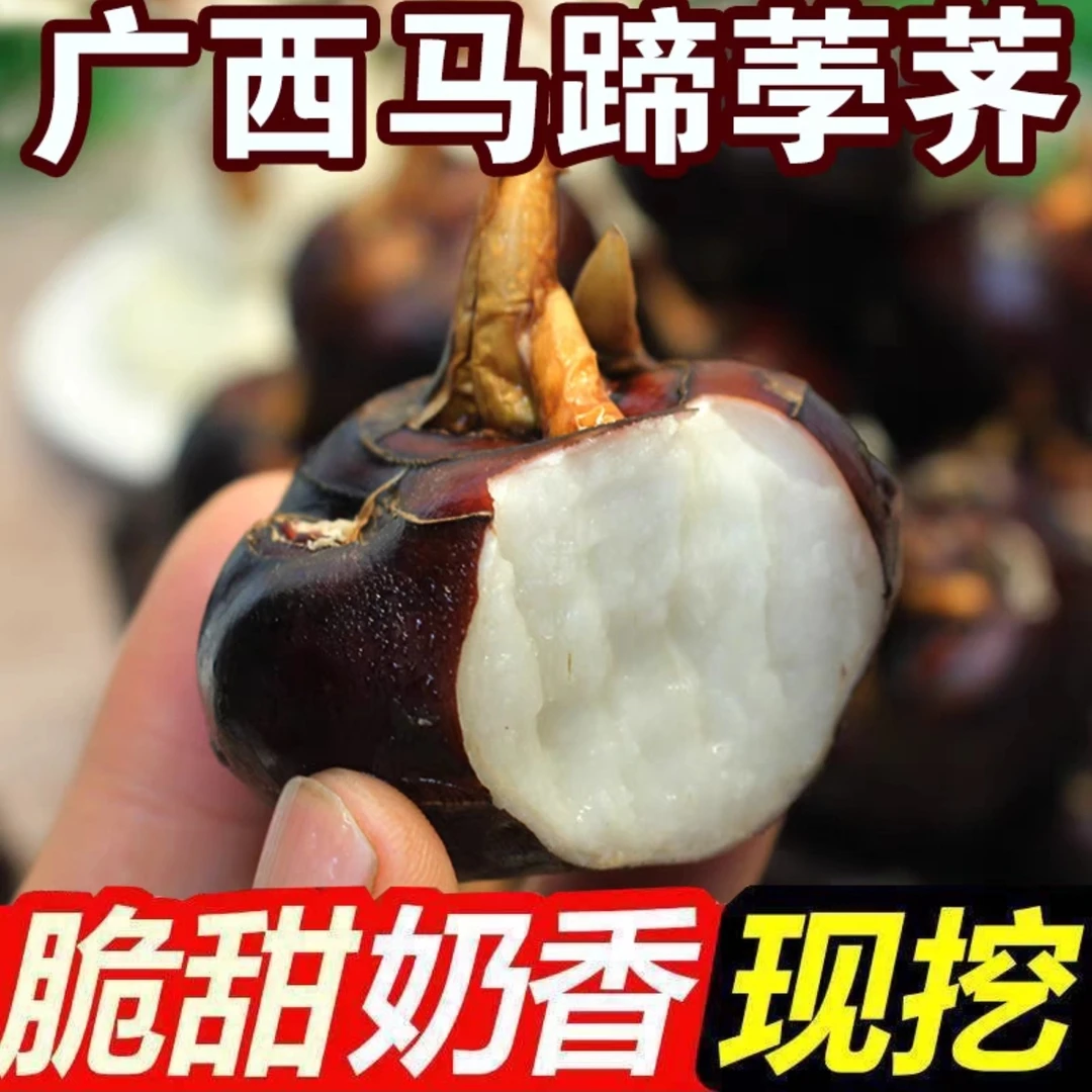 广西马蹄荸荠新鲜水果蔬果马蹄应季现挖现发产地孕妇水果整箱包邮