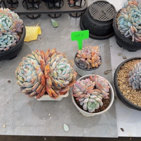 组合套餐编号2号