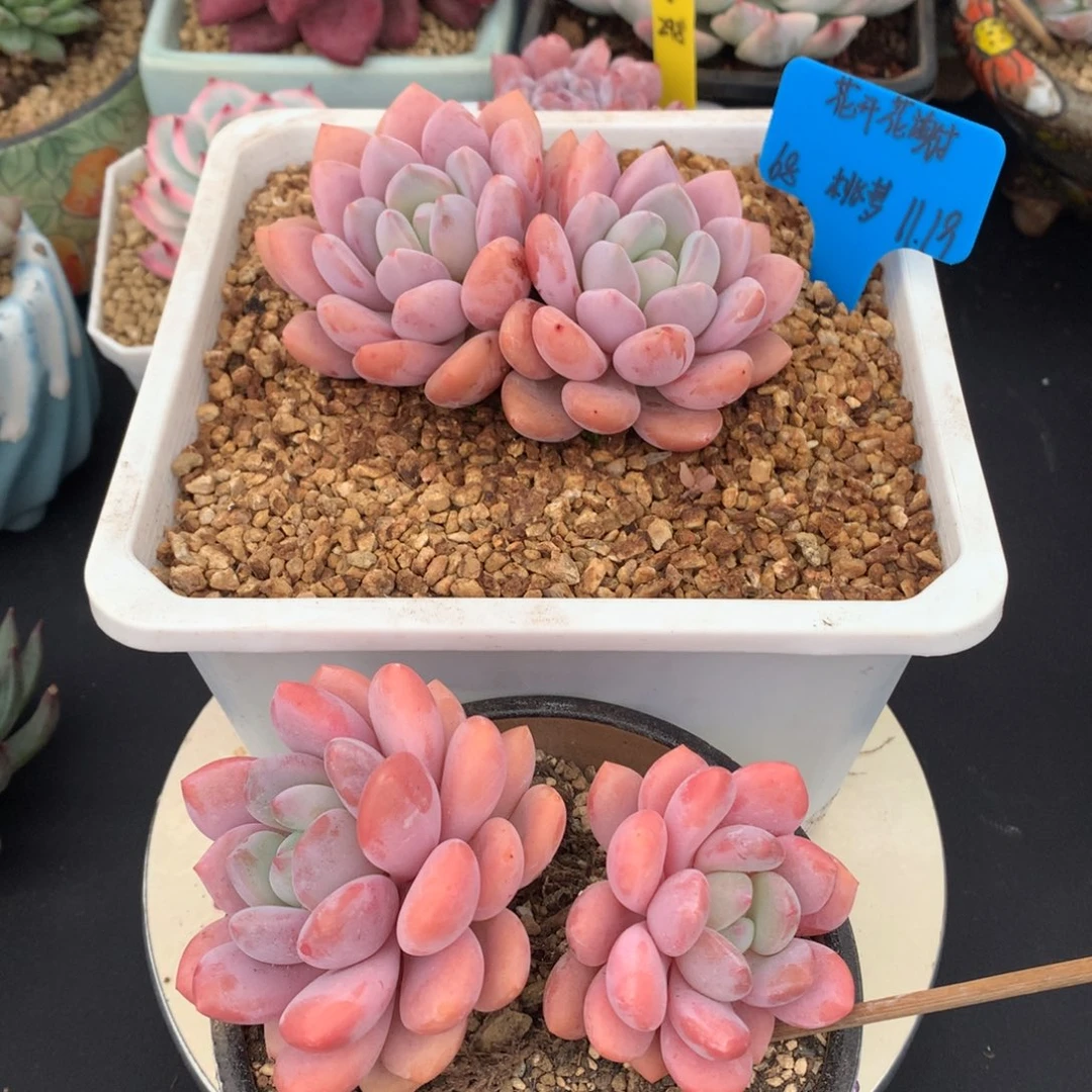 花***天我们家的小仙女们