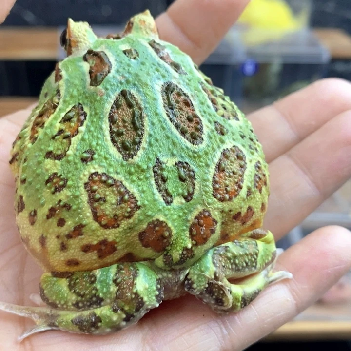 春***市角蛙052号薄荷角蛙