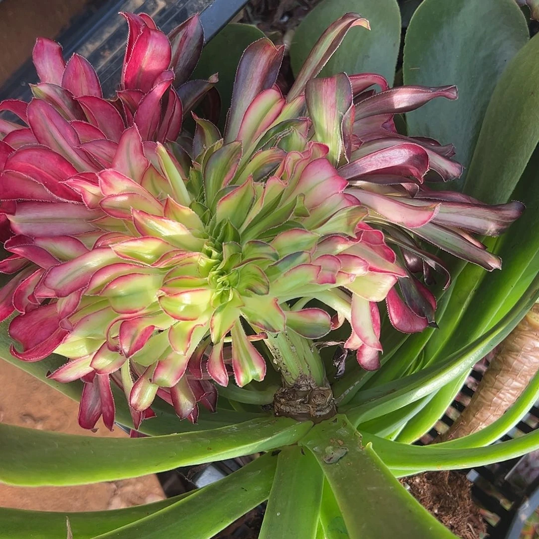 千***天精品多肉植物七彩