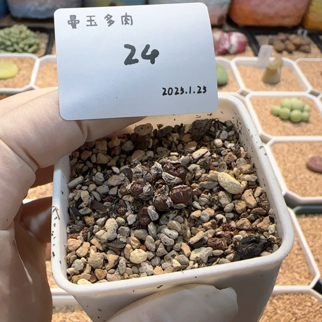多肉多肉多肉1.25-024