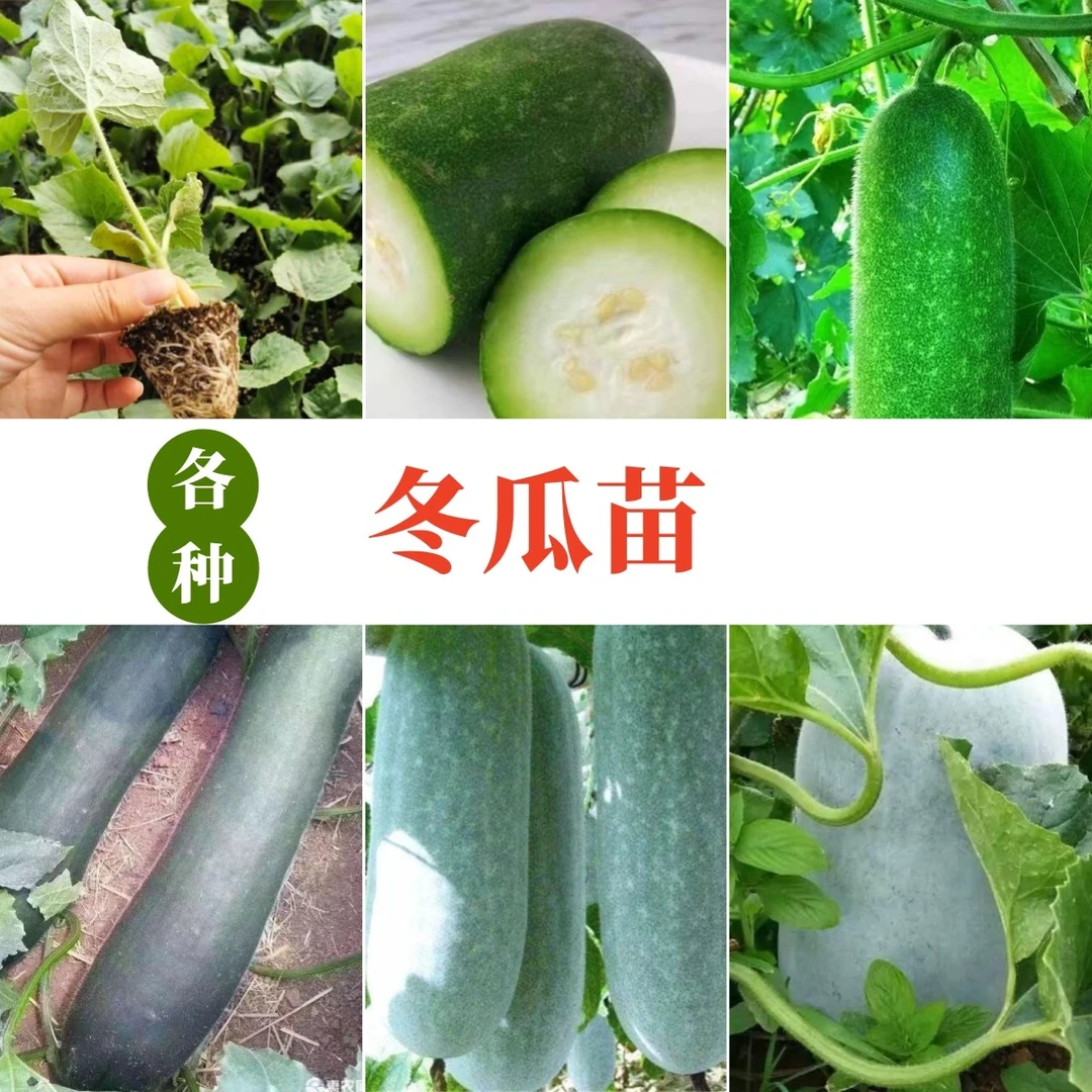 冬瓜苗绿春小冬瓜黑皮冬瓜满地爬不搭架蔬菜苗冬瓜