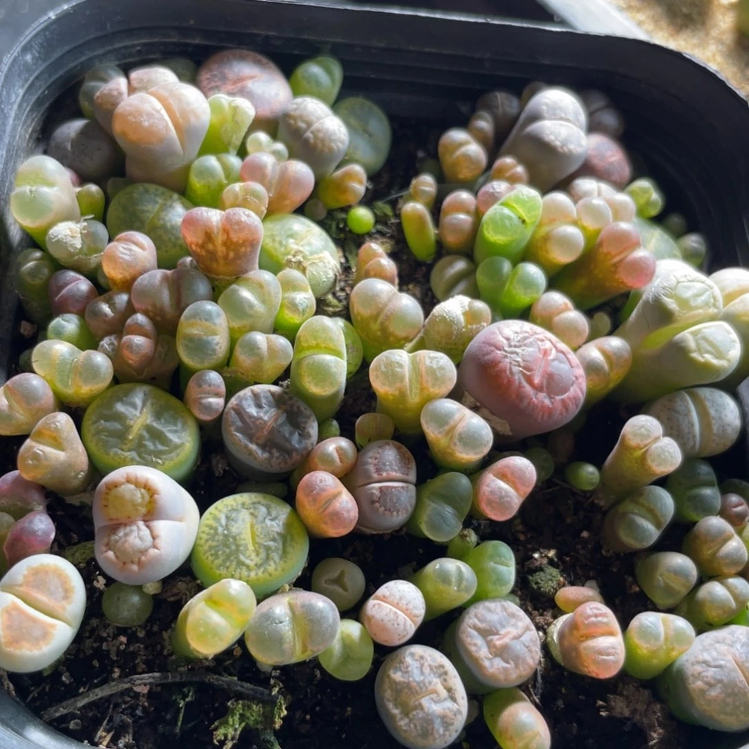 混合风铃生石花苗100颗左右随机发