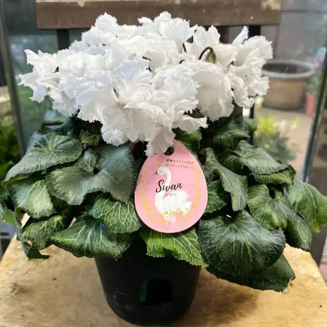 【白天鹅】仙客来125盆径羽毛花边稀有品种（换盆不售后）