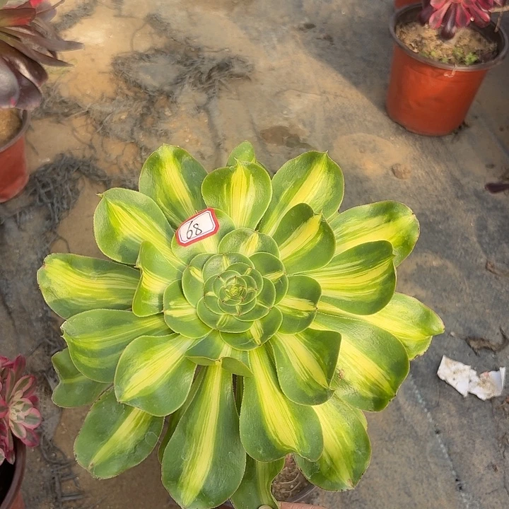 长腿暴君68多肉植物