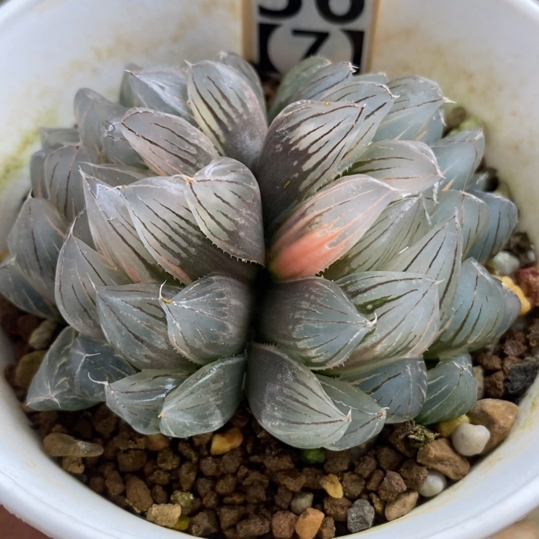 36双头白锦满绿糊斑霓虹灯