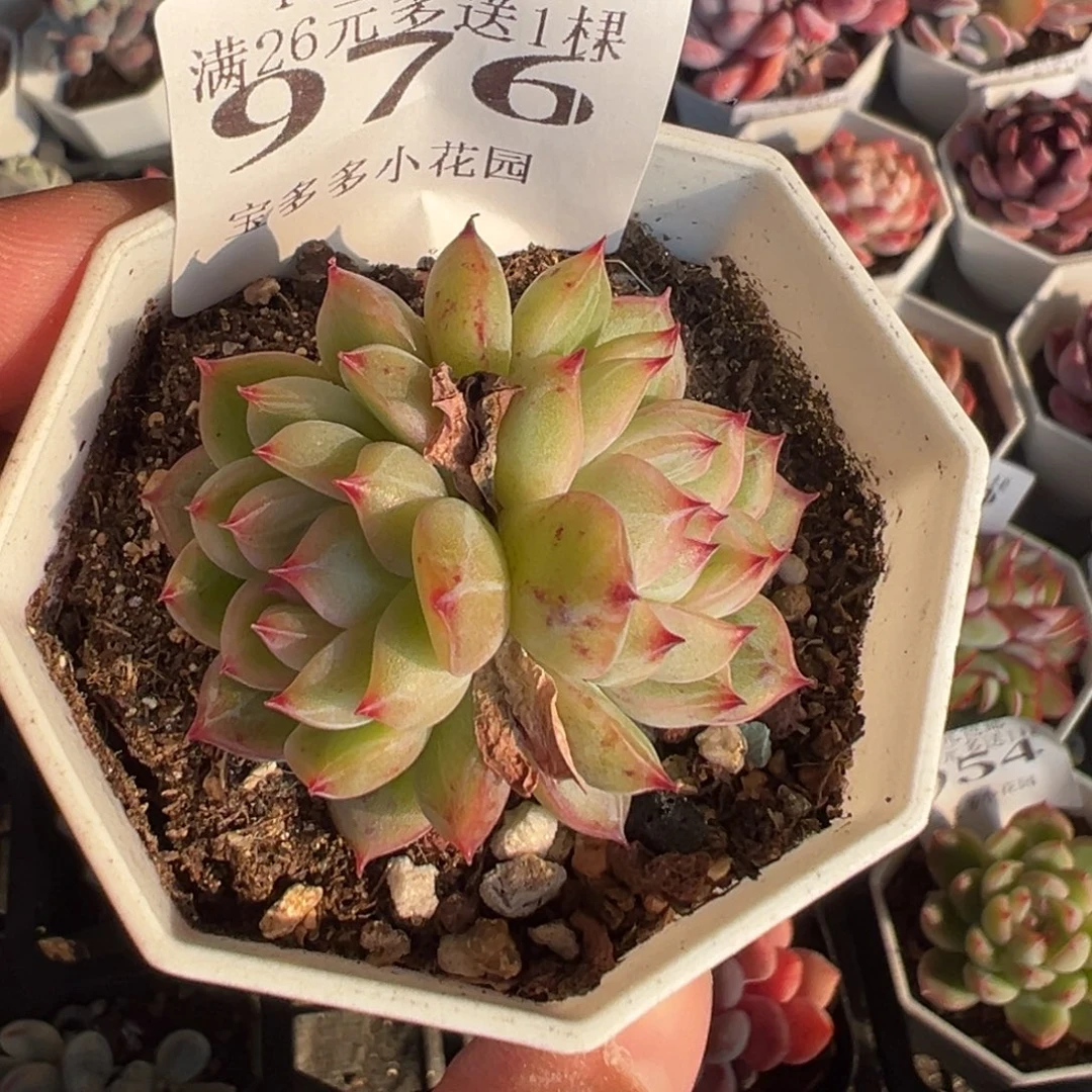 976号 双头雪花珍妮