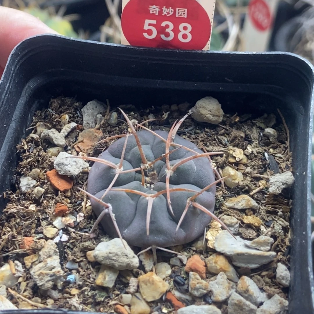 实生天平丸2.8cm33900