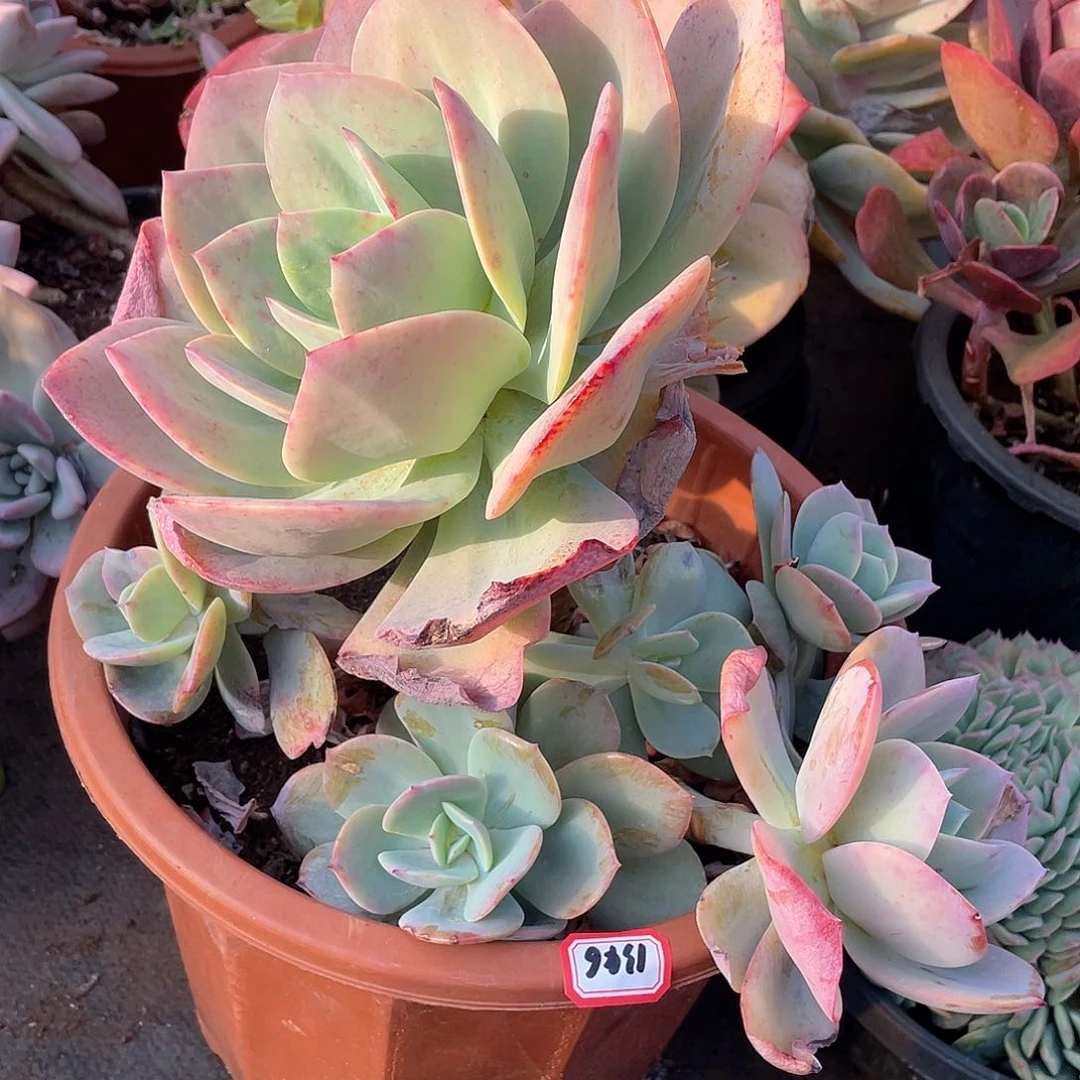 1346 一物一拍多肉