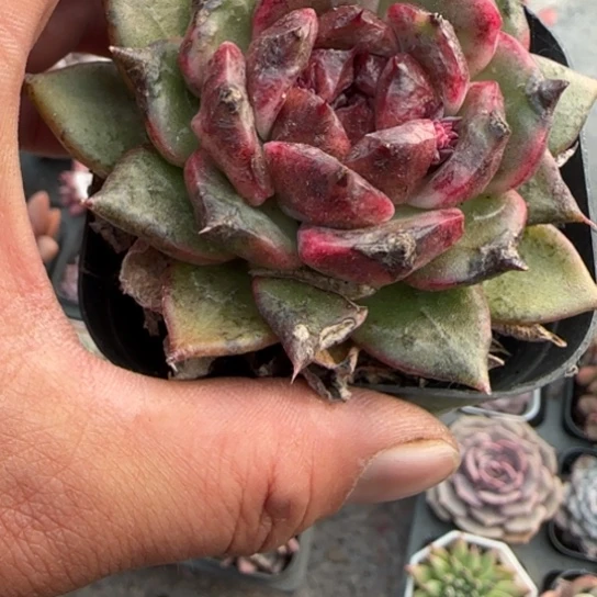 193黑水晶多肉植物多