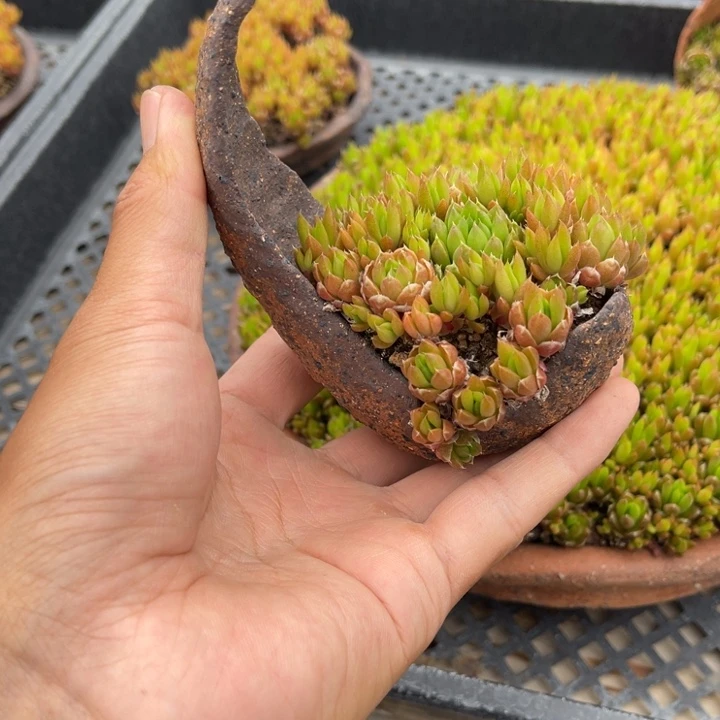 无花朵三**园盆栽植物
