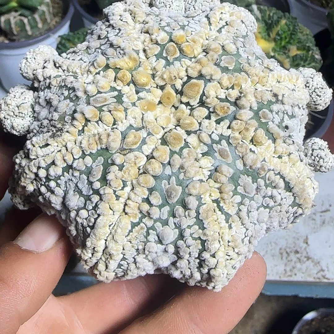 海星花园兜了954仙人球