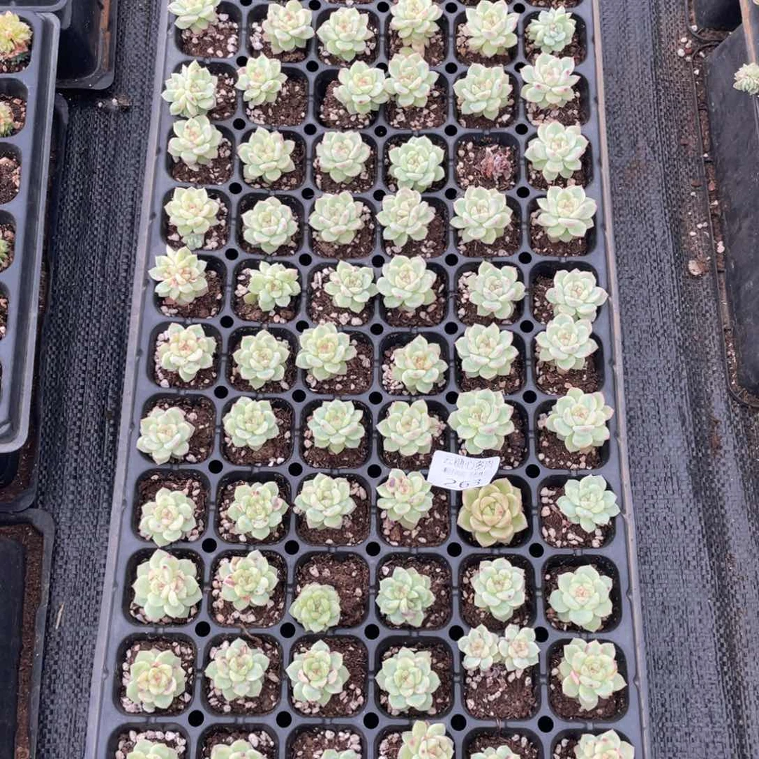 云糖心多肉植物263