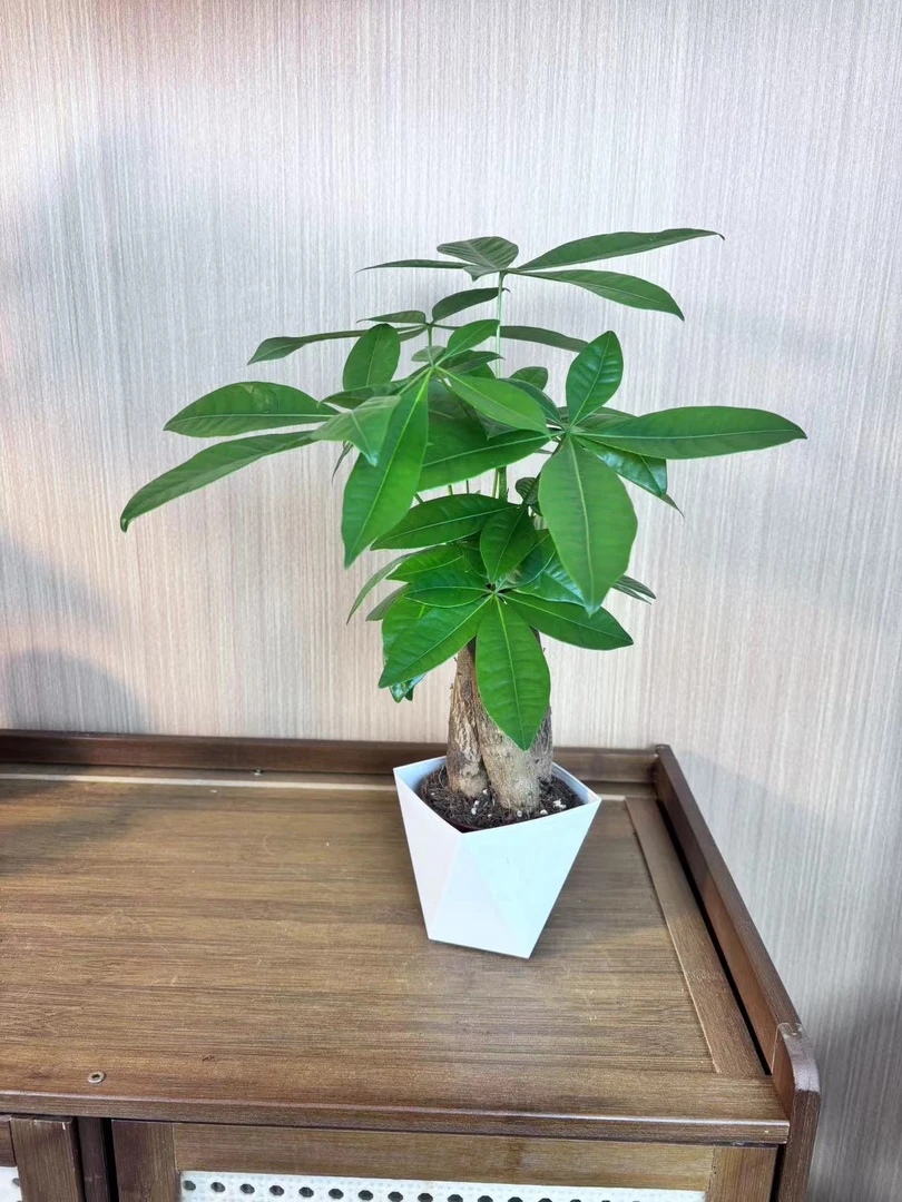 【三杆发财树】发财树好养活办公室室内绿植花卉花卉绿植盆栽桌面